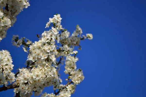 Miel d'acacia – Image 3