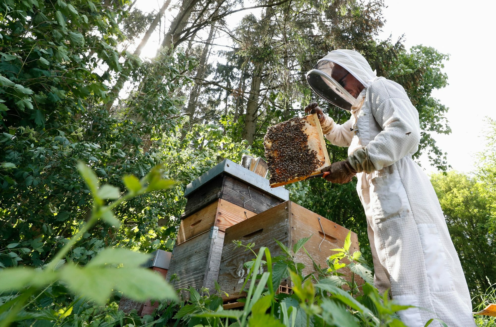Apiculteur Beetasty travaillant dans ses ruches