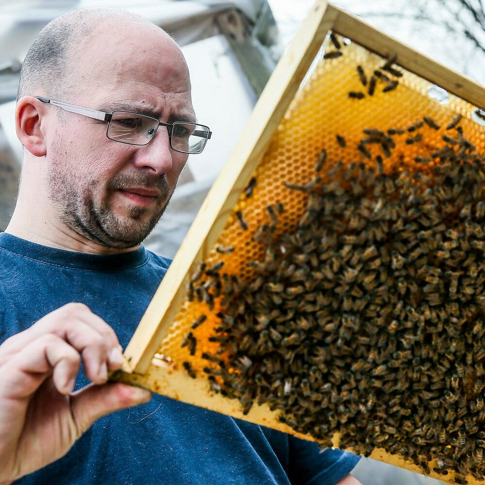 Damien Babilon, apiculteur Beetasty observe un cadre d'abeilles
