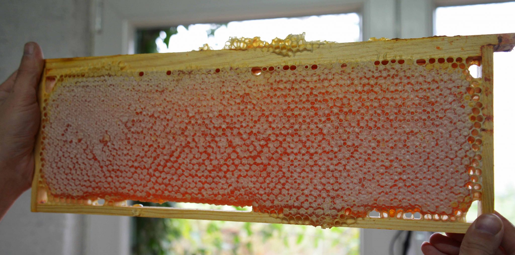 Damien Babilon, apiculteur Beetasty observe un cadre d'abeilles