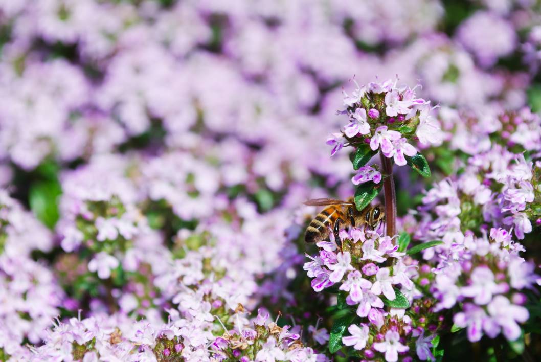 Abeille posée sur une fleur de thym